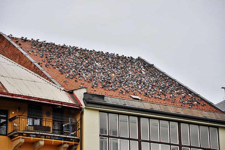 A2B Pest Control are able to install spikes to deter birds from roofs in Mirfield. 