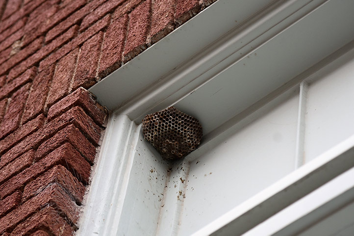 We provide a wasp nest removal service for domestic and commercial properties in Mirfield.